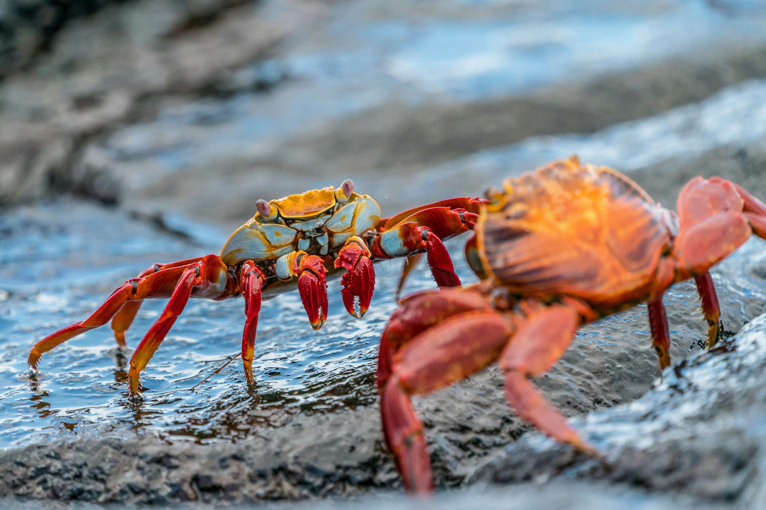 ICAEPA Directors Debate Ethical Implications of Killing Crustaceans