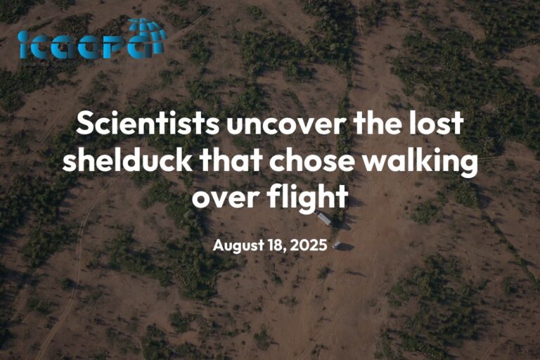 Scientists uncover the lost shelduck that chose walking over flight