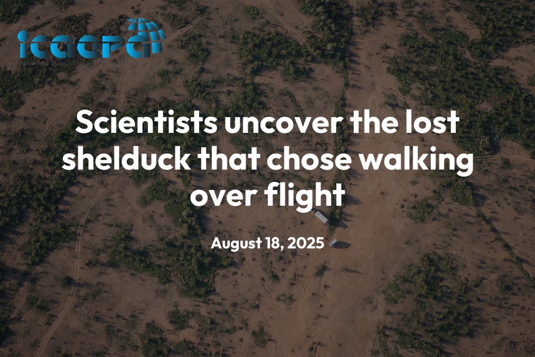 Scientists uncover the lost shelduck that chose walking over flight