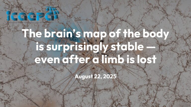 The brain’s map of the body is surprisingly stable — even after a limb is lost