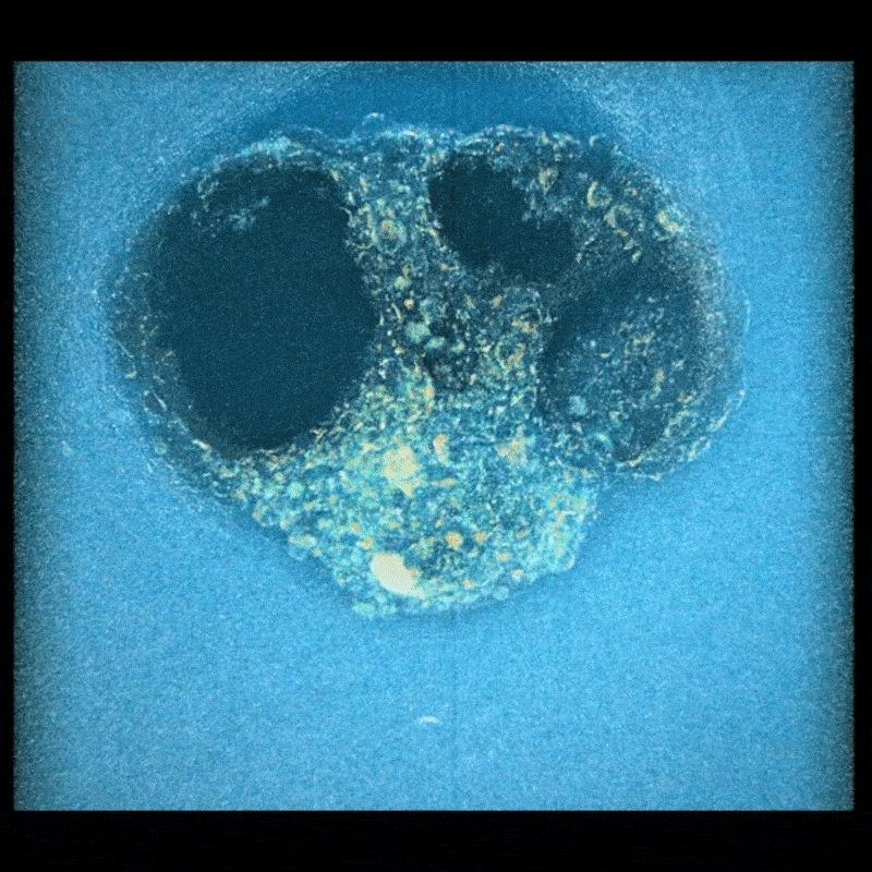 Time-lapse GIF of a human embryo implanting into synthetic uterine lining