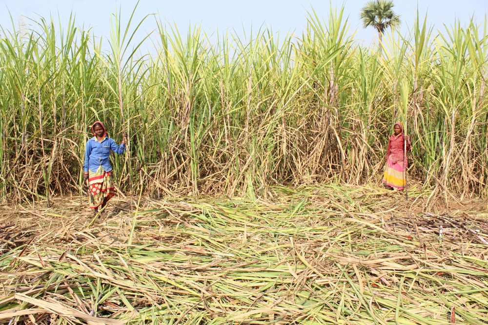 Surgical Discipline: How India’s Sugar Economy Weaponizes Women’s Bodies